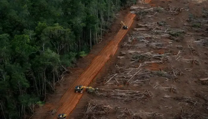 Deforestasi: Ancaman Nyata bagi Lingkungan dan Kesehatan Manusia