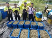 Pelajar SMKN Rawajitu Timur Panen 420 Kg Udang Vaname dari Praktik Agribisnis Perikanan