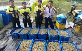 Pelajar SMKN Rawajitu Timur Panen 420 Kg Udang Vaname dari Praktik Agribisnis Perikanan