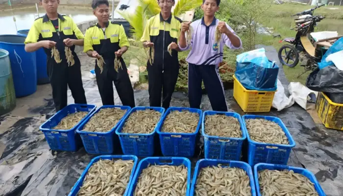 Pelajar SMKN Rawajitu Timur Panen 420 Kg Udang Vaname dari Praktik Agribisnis Perikanan