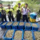 Pelajar SMKN Rawajitu Timur Panen 420 Kg Udang Vaname dari Praktik Agribisnis Perikanan