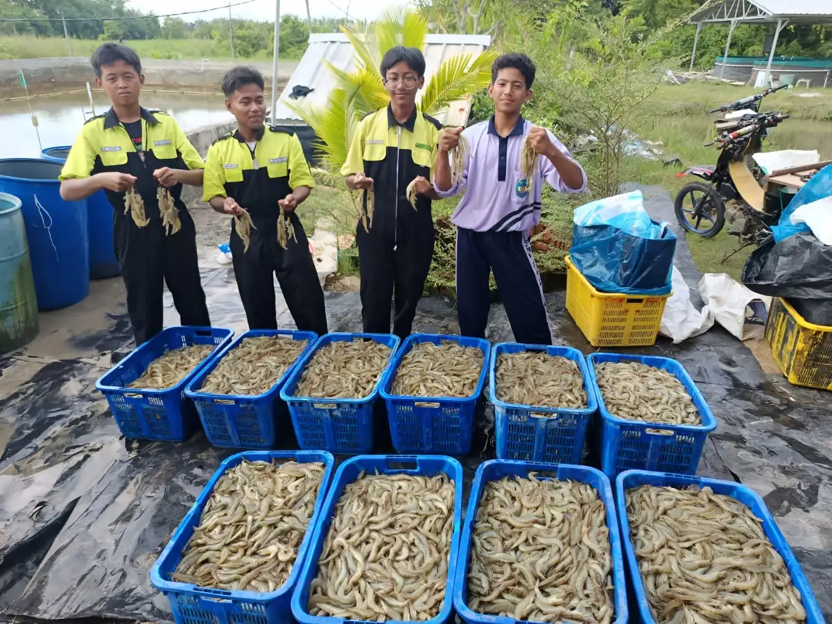 Pelajar SMKN Rawajitu Timur Panen 420 Kg Udang Vaname dari Praktik Agribisnis Perikanan