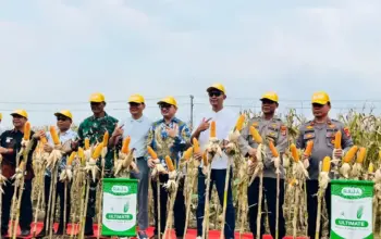 Polsek Tanjung Bintang Bersama Pemkab Lampung Selatan Gelar Panen Raya 32 Ton Jagung