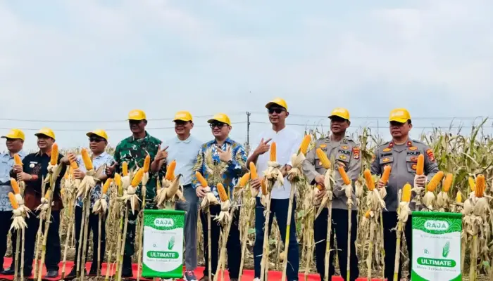 Polsek Tanjung Bintang Bersama Pemkab Lampung Selatan Panen Raya 32 Ton Jagung Raja R7