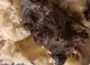 Geger Iga Bakar Diduga Berbelatung di Semarang, Pelanggan Soroti Refund