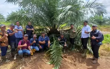 Holding Perkebunan Nusantara Lewat PTPN IV Regional V Realisasikan Mutasi TBM-3 ke TM-1 Seluas 1.119 Hektare