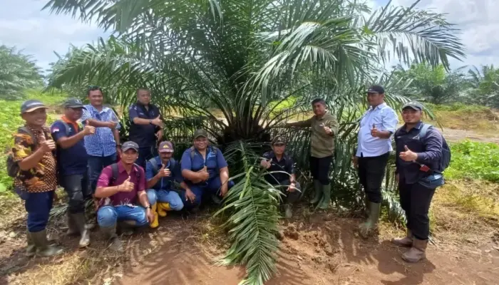 Awal 2026, PTPN IV Regional V Mutasikan 1.119 Hektare TBM-3 ke TM-1