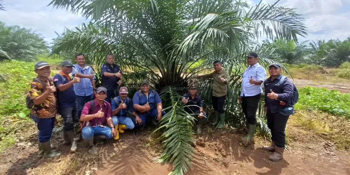 Holding Perkebunan Nusantara Lewat PTPN IV Regional V Realisasikan Mutasi TBM-3 ke TM-1 Seluas 1.119 Hektare