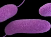 Terobosan Onkologi: Ilmuwan Kanada Rekayasa Bakteri Tanah untuk “Memakan” Sel Kanker 12 Ilmuwan Kanada Kembangkan Bakteri Tanah yang Bisa Serang Sel Kanker dari Dalam