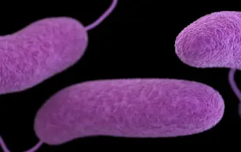 Terobosan Onkologi: Ilmuwan Kanada Rekayasa Bakteri Tanah untuk “Memakan” Sel Kanker 5 Ilmuwan Kanada Kembangkan Bakteri Tanah yang Bisa Serang Sel Kanker dari Dalam