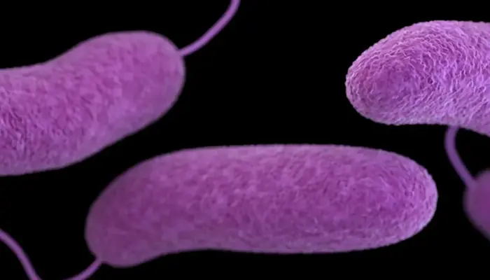 Terobosan Onkologi: Ilmuwan Kanada Rekayasa Bakteri Tanah untuk “Memakan” Sel Kanker