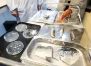 Ilmuwan Spanyol Kembangkan Kornea Buatan dari Sisik Ikan, Alternatif Lebih Terjangkau