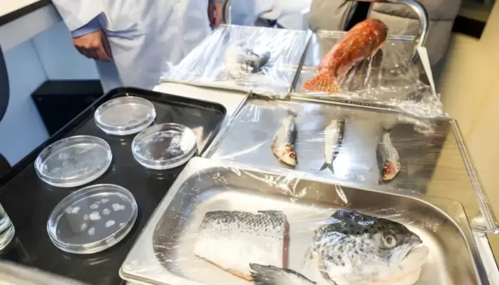 Ilmuwan Spanyol Kembangkan Kornea Buatan dari Sisik Ikan, Alternatif Lebih Terjangkau