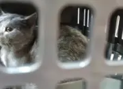 Arus Mudik Lebaran 2026, Pengiriman Hewan Peliharaan via KAI Logistik Meningkat