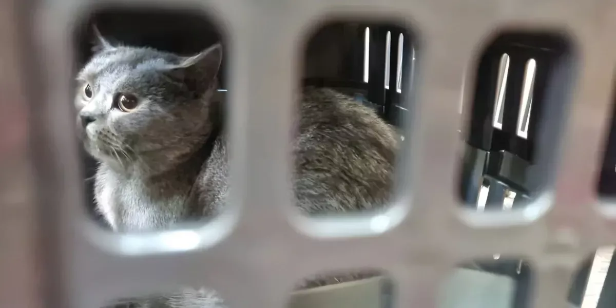 Jelang Arus Mudik Lebaran, Pengiriman Hewan Peliharaan via KAI Logistik Alami Lonjakan