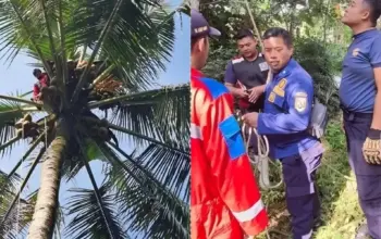 Diduga Serangan Jantung, Pencari Janur Ditemukan Meninggal di Pohon Kelapa 3 Tragedi di Pohon Kelapa: Pencari Janur Ditemukan Tak Bernyawa Diduga Serangan Jantung