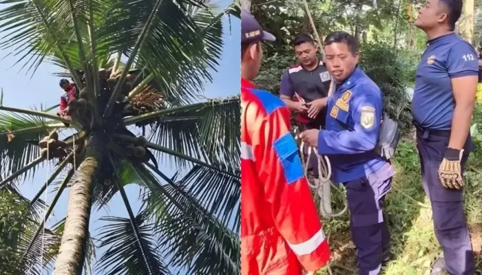Diduga Serangan Jantung, Pencari Janur Ditemukan Meninggal di Pohon Kelapa