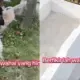 Viral Video Makam Tertimpa Makam Baru di Belawan Medan, Keluarga Mengaku Tak Pernah Dimintai Izin