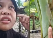600 Pohon Pisang Siap Panen Mati Misterius, Dugaan Sabotase Picu Kehebohan 11 600 Pohon Pisang Siap Panen Mendadak Mati, Pemilik Kebun Histeris Diduga Ada Sabotase