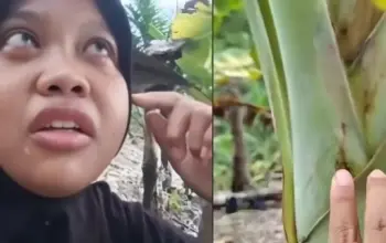 600 Pohon Pisang Siap Panen Mati Misterius, Dugaan Sabotase Picu Kehebohan 4 600 Pohon Pisang Siap Panen Mendadak Mati, Pemilik Kebun Histeris Diduga Ada Sabotase