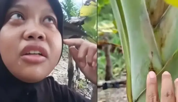 600 Pohon Pisang Siap Panen Mati Misterius, Dugaan Sabotase Picu Kehebohan