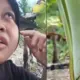 600 Pohon Pisang Siap Panen Mati Misterius, Dugaan Sabotase Picu Kehebohan