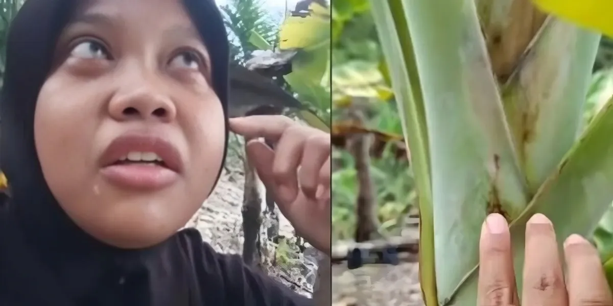 600 Pohon Pisang Siap Panen Mendadak Mati, Pemilik Kebun Histeris Diduga Ada Sabotase