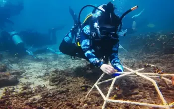 Aksi Nyata Brigitta Gunawan, Gabungkan VR dan Edukasi untuk Selamatkan Karang