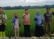 Inovasi PHC Rahmat Mirzani Djausal Buktikan Hasil, Petani Lampung Mulai Beralih ke Pupuk Hayati Cair