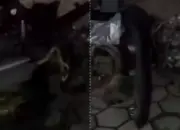 Kecelakaan Maut di Jalan Wates Bantul, 4 Orang Tewas, Ini Kronologinya