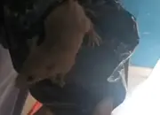 Heboh di SMKN 8 Semarang, Tikus Muncul dari Ompreng Program MBG