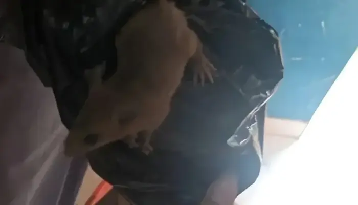 Heboh di SMKN 8 Semarang, Tikus Muncul dari Ompreng Program MBG