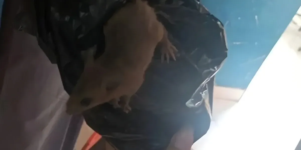 Insiden Tak Terduga di SMKN 8 Semarang, Ompreng MBG Berisi Tikus Picu Kepanikan