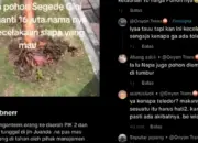 Pengemudi Tabrak Pohon di PIK 2 Diminta Ganti Rugi Rp16,5 Juta, Berharap Ada Keringanan