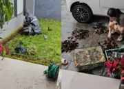 Niat Bantu Penjual Tanaman, Berujung Tagihan Rp3 Juta, Kisahnya Viral di TikTok