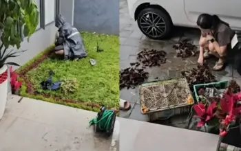 Niat Menolong Penjual Tanaman Pria Ini Justru Kena Tagihan Rp3 Juta