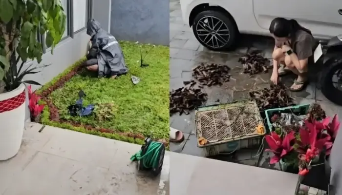 Niat Bantu Penjual Tanaman, Berujung Tagihan Rp3 Juta, Kisahnya Viral di TikTok