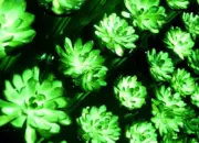 Terinspirasi Avatar, Ilmuwan China Ciptakan Tanaman yang Bisa Menyala Sendiri