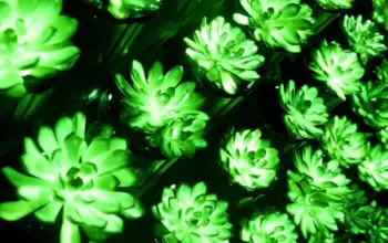 Terinspirasi Avatar, Ilmuwan China Ciptakan Tanaman yang Bisa Menyala Sendiri