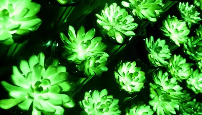 Mirip Dunia Avatar, Ilmuwan China Ciptakan Tanaman Bercahaya Tanpa Listrik