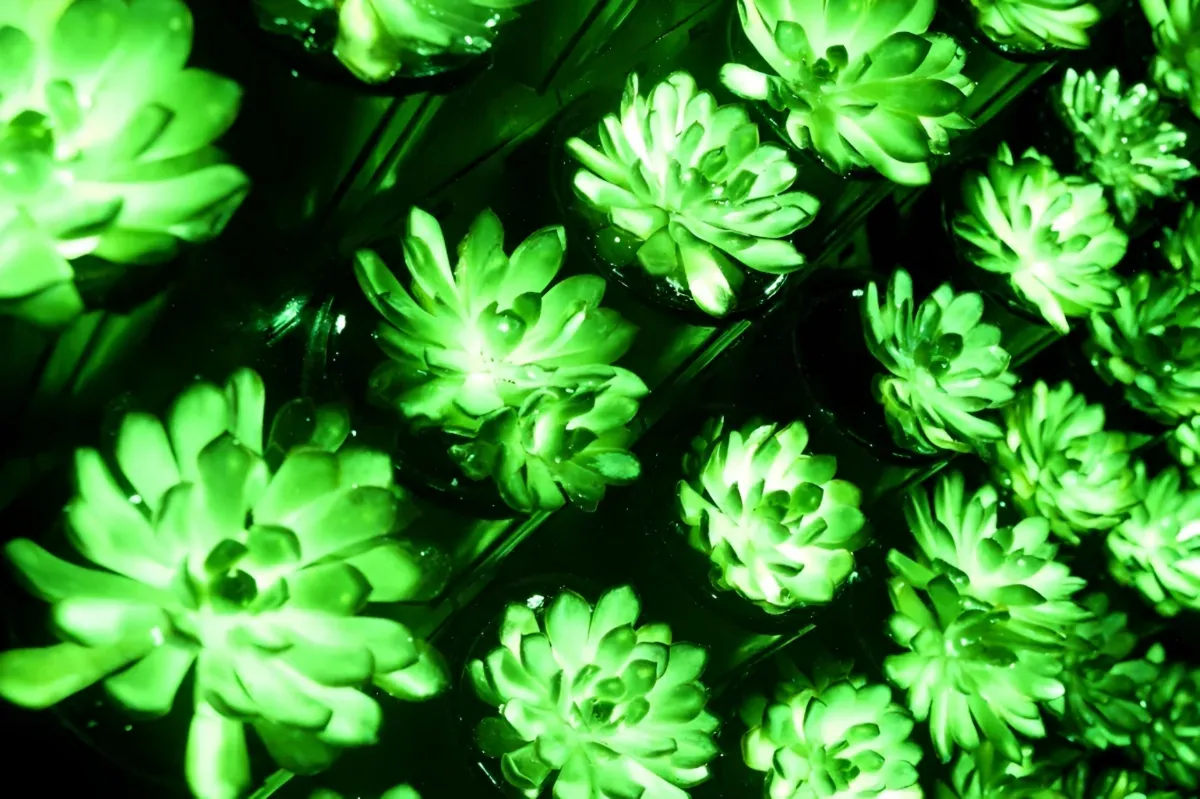 Terinspirasi Avatar, Ilmuwan China Ciptakan Tanaman yang Bisa Menyala Sendiri