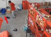 Viral Reptil Lepas dari Paket Kurir Jadi ‘Pemburu di Kantor Ekspedisi