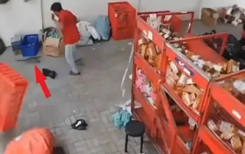 Viral Reptil Lepas dari Paket Kurir Jadi ‘Pemburu di Kantor Ekspedisi