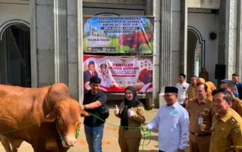 Eva Dwiana Serahkan Bantuan Sapi Kurban Presiden Seberat 1 Ton di Pondok Pesantren Madarijul Ulum 3 Eva Dwiana Salurkan Sapi Kurban Bantuan Presiden Berbobot 1 Ton ke Ponpes Madarijul Ulum