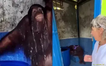 Heboh Orangutan Timtom Gunakan Gayung di Toilet, Diduga Karena Musim Kemarau Parah