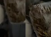 Viral Pembeli Sate Padang di Semarang Ngaku Diare, Tusuk Sate Diduga Dicuci dan Dipakai Ulang 10 Heboh Pembeli Sate Padang di Semarang Mengaku Diare Tusuk Sate Diduga Dipakai Ulang