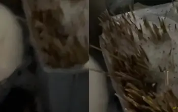 Viral Pembeli Sate Padang di Semarang Ngaku Diare, Tusuk Sate Diduga Dicuci dan Dipakai Ulang 3 Heboh Pembeli Sate Padang di Semarang Mengaku Diare Tusuk Sate Diduga Dipakai Ulang