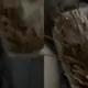 Viral Pembeli Sate Padang di Semarang Ngaku Diare, Tusuk Sate Diduga Dicuci dan Dipakai Ulang