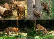 Kabar Gembira Lembah Hijau Sambut Kelahiran Dua Bayi Harimau Sumatera