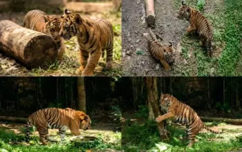 Kabar Gembira Lembah Hijau Sambut Kelahiran Dua Bayi Harimau Sumatera